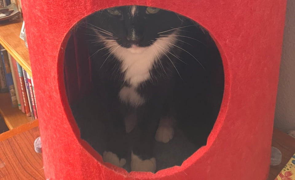 The cutest cat in the world is hiding inside a weird cat tree. Her eyes are just barely visible over the top of the door.