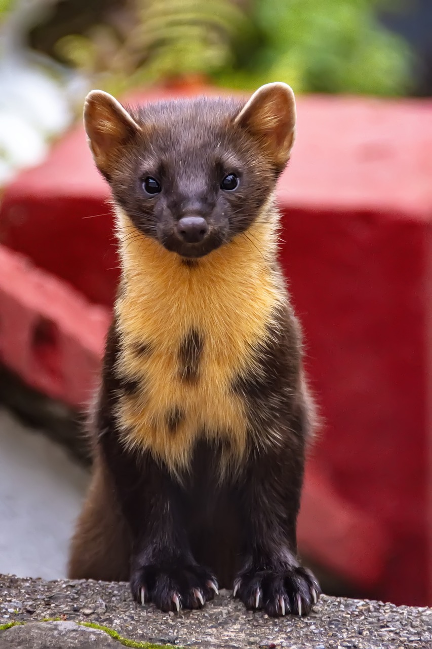 A perky pine marten looks straight at the camera