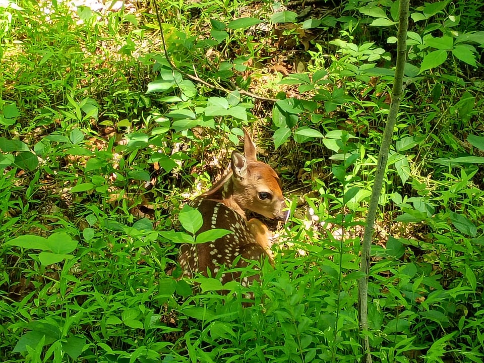 baby deer