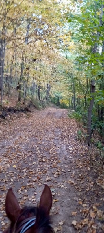 Fall (coming sooner than you think!) is an especially great time on state forest horse trails. FSPA member Barb Partington took this photo on a Zumbro Bottoms trail from the best possible vantage point—her horse. / Photo by Barb Partington