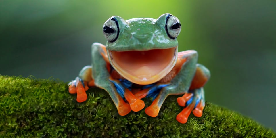 A happy frog.
