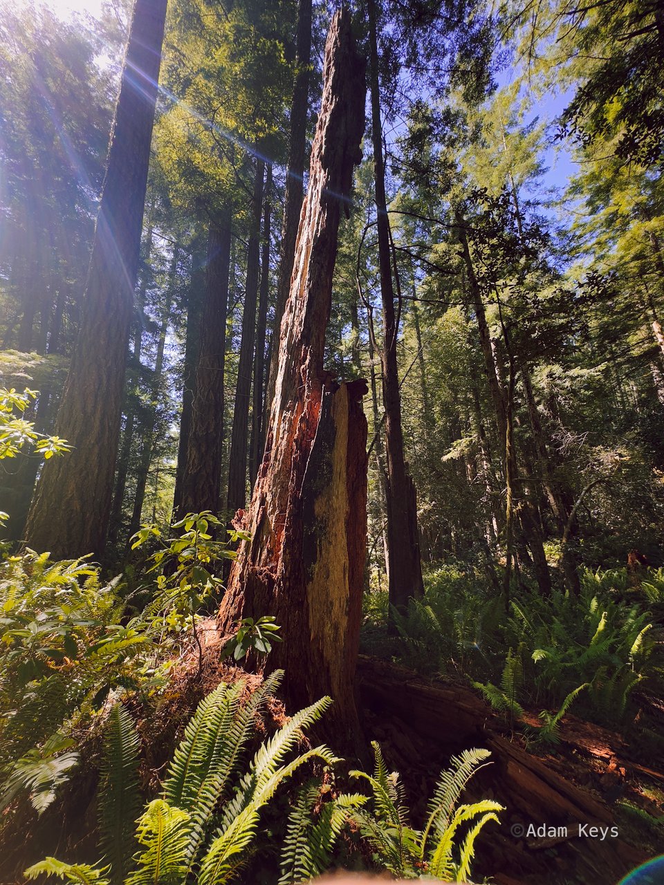 A split trunk in a forest of redwood trees