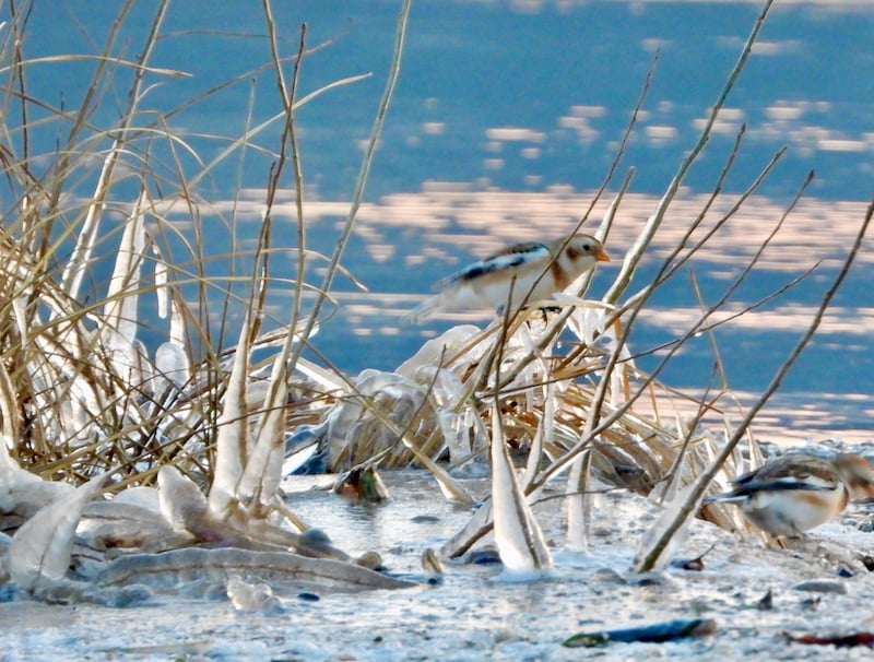 A Snow Bunting in the reeds along the Sand Point Trail beach. / Photo by Steve Dietz