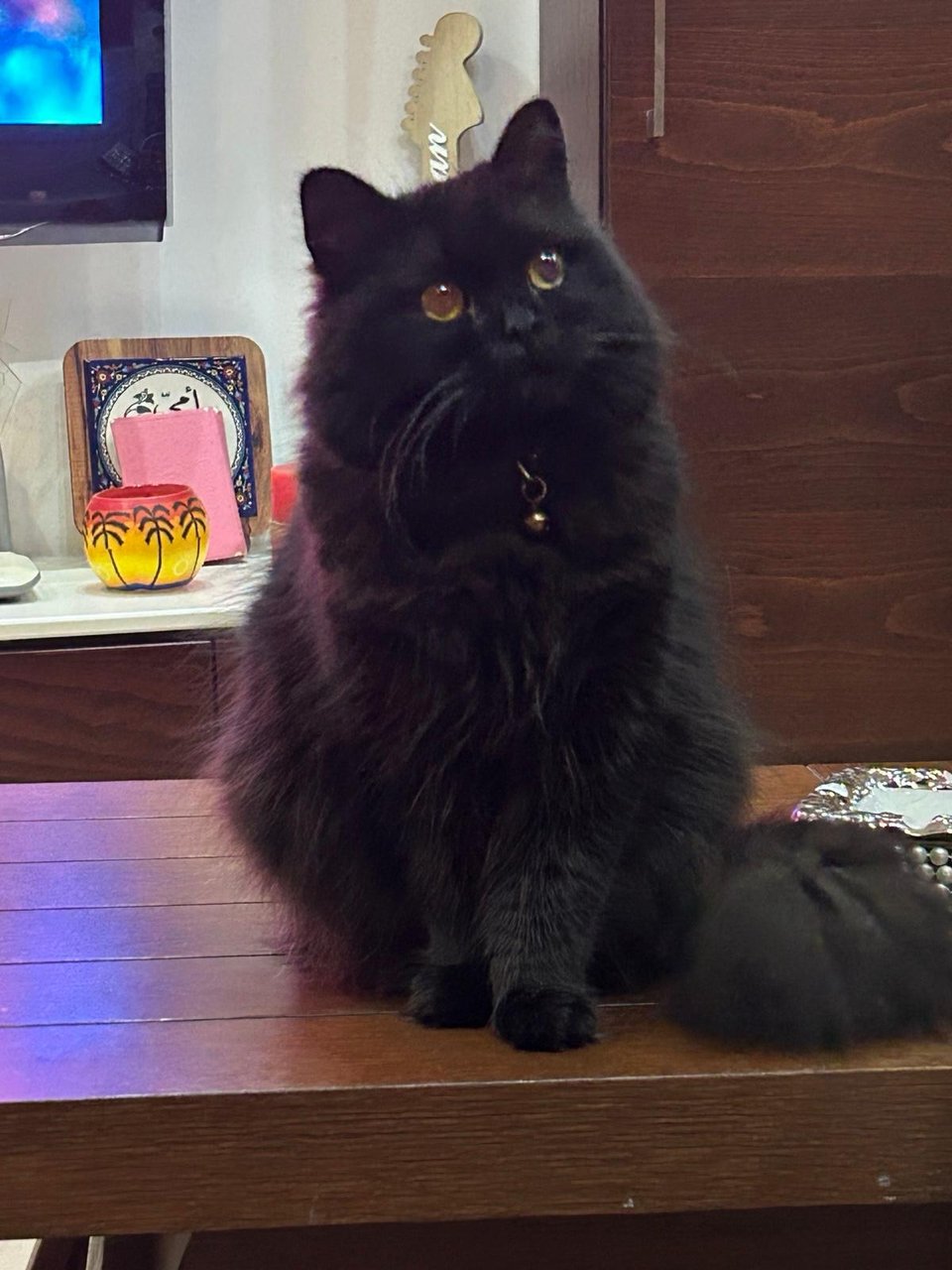 A cute black cat  sitting on a table and looking up and to the side