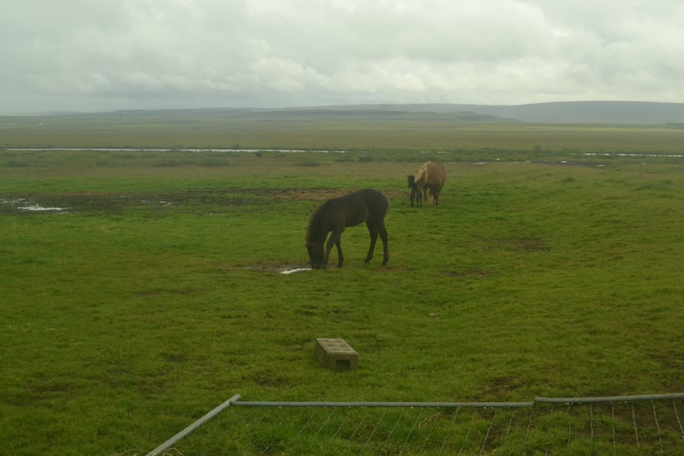 A black foal in a large grassy field. Behind them is a chestnut pony mare with another dark colored foal.