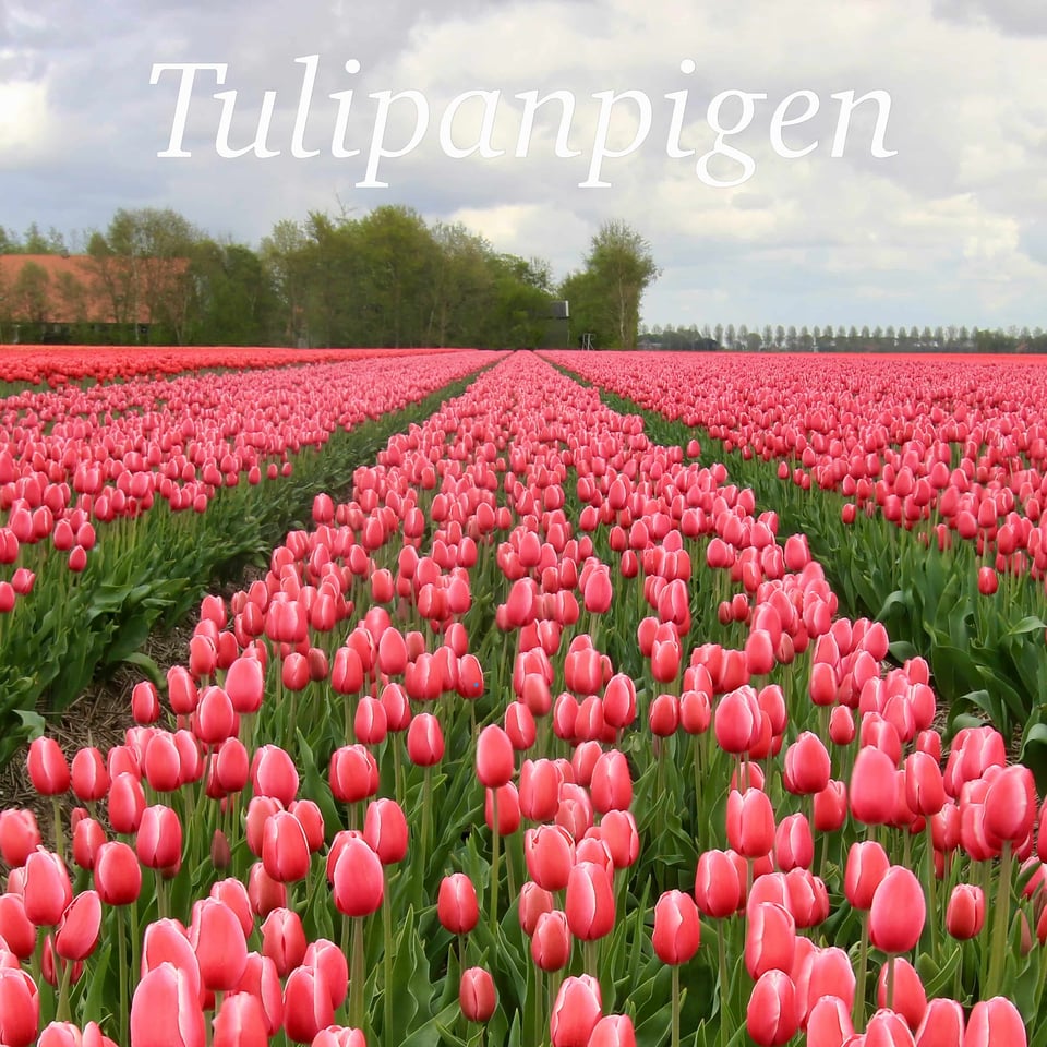 Tulipanpigen Podcast Artwork – Tulipanmark