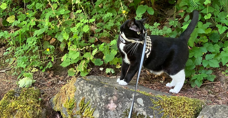 An adorable cat (Mira) standing on a mossy rock. She is so cute.