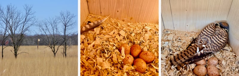 A couple of months later, on May 3, I was scoping the nest box from a distance and thought I saw something in the entrance. A few minutes later, a bird landed at the entrance and slipped inside. From that distance I couldn’t be sure what it was, but on May 6, I brought a ladder, climbed up to the 12-foot nest box, and was thrilled to see five speckled brown kestrel eggs! (center) Kestrels do not build their own nests within a cavity, so we included a bed of wood shavings. This keeps eggs from rolling around and gives them a little insulation. Most of the time, the adults were not on the nest when I checked on it, but on May 9 (right), the adult female was on the eggs. She differs from the male in the even barring on her tail and her rufous (red-ish) wings. Males have one wide black band near the end of their tail and blue-ish wings. Both parents will brood the eggs, although it is mostly done by the female.