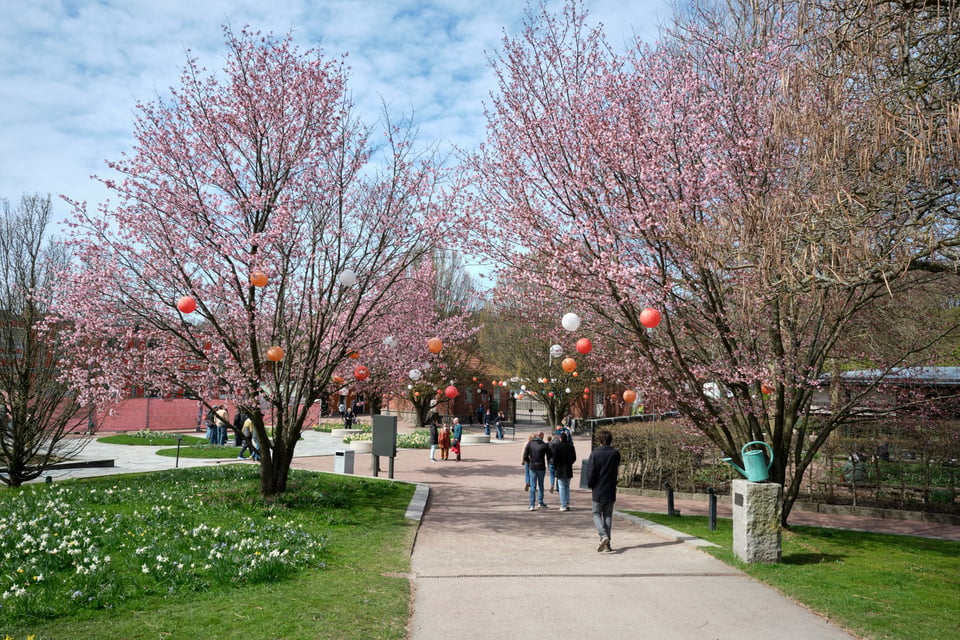 A paved road in a park flanked by blossoming cherry trees. There are white and orange lanterns hanging from the branches.