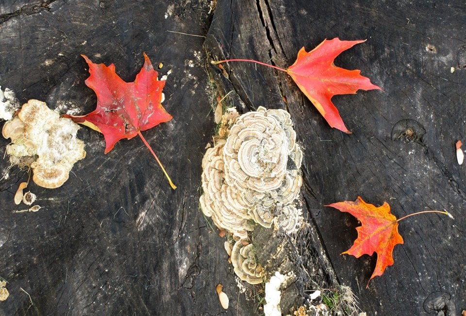 Maple leaves amid turkey tail fungi. / Photo by Pamela Miller