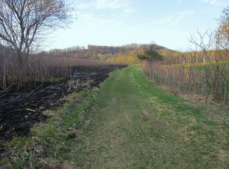 Just a few days after a burn like that pictured above, you’ll see a scene like this – a blackened area with wee green shoots popping up — and within days, all that black will turn to a glorious green. Here’s to spring! / Photo by Pamela Miller