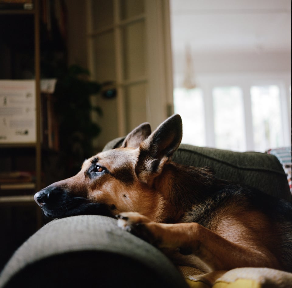 Greta looks out the window