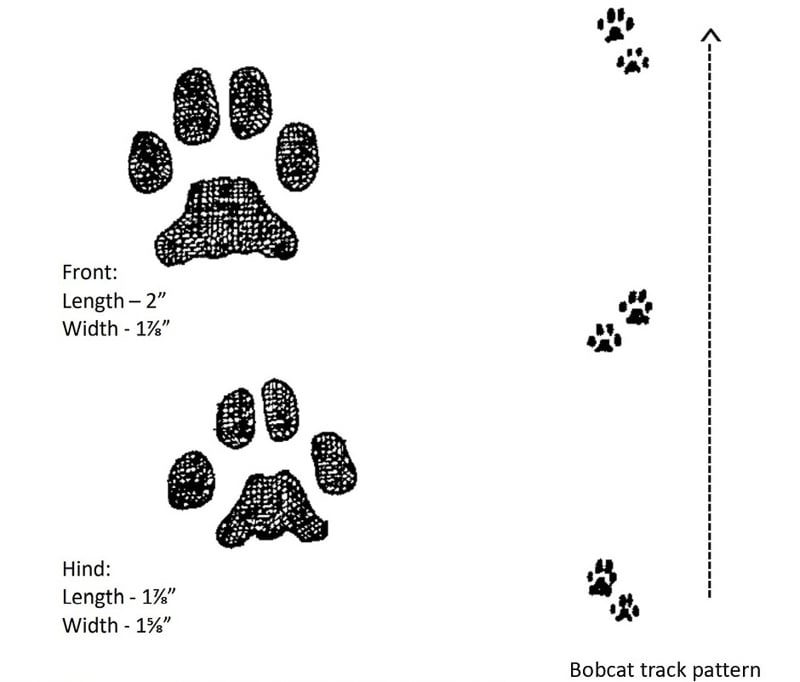 Bobcats are notoriously elusive. But keep an eye out for their tracks if you’re off-trail in the park. One very basic tracking tip – feline tracks never have evident claws, since theirs are retractable. Canine tracks do.