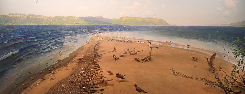 Sand Point diorama. / Photo courtesy of Bell Museum
