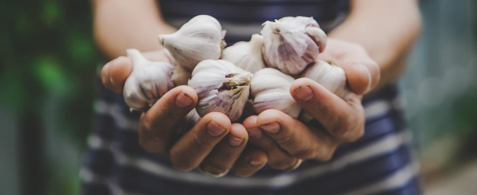 Hands holding a pile of heads of garlic.