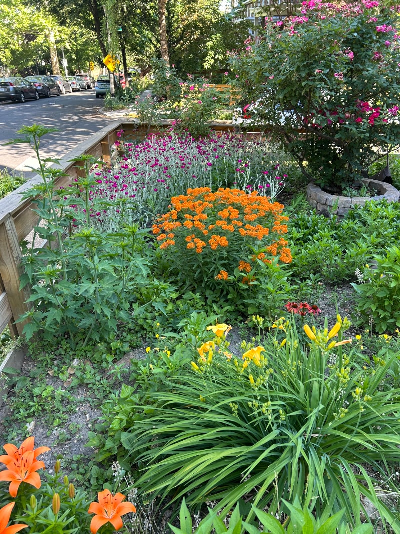 A flower garden with orange, yellow, and red blooms.