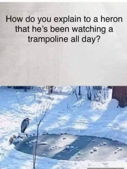 Heron looking over a circular area clear of snow that could be an icy pond, but has the caption: How do you explain to a heron that he’s been watching a trampoline all day?