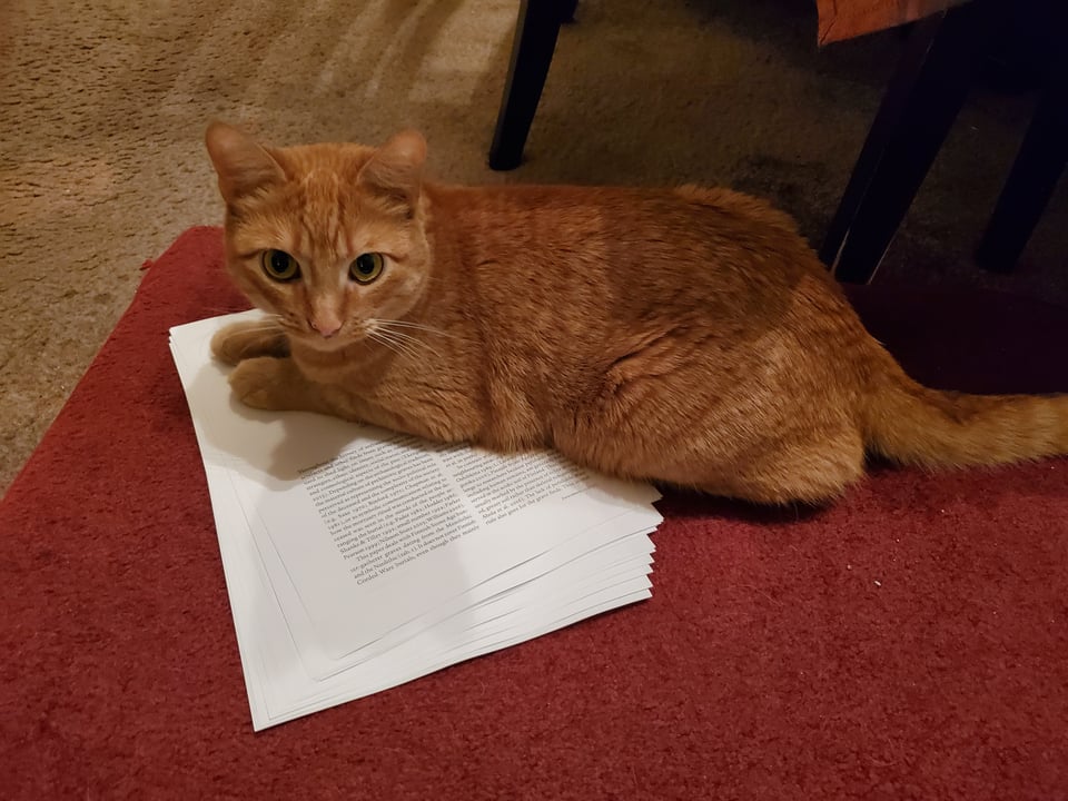 A picture of an orange tabby lying in a pile of printed out pages.