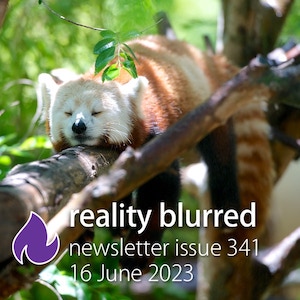A red panda lying flat on a tree branch, with its eyes closed, and the text 'reality blurred newsletter issue 341, 16 June 2023'