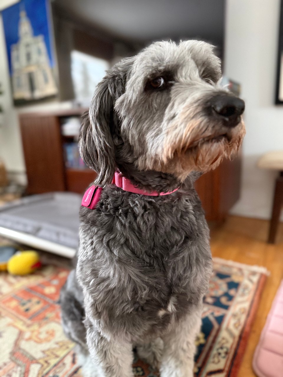 photo of gray aussiedoodle seated on a rug, head turned away slightly and giving the camera the side-eye