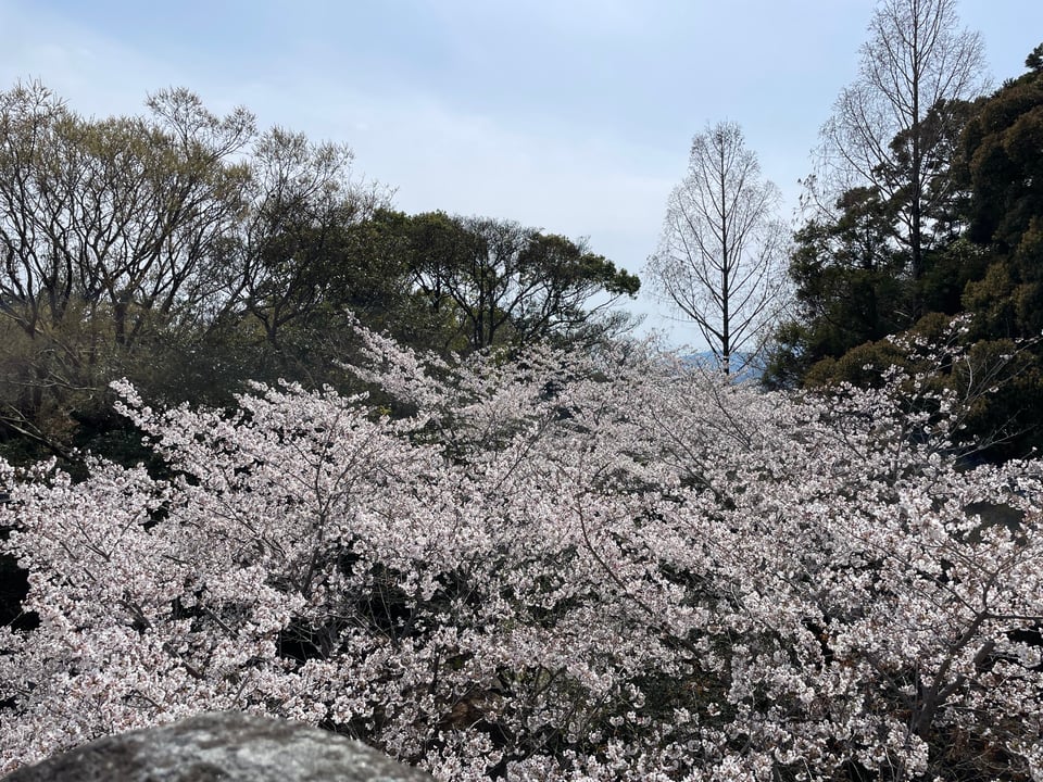 A sea of cherry blossoms.