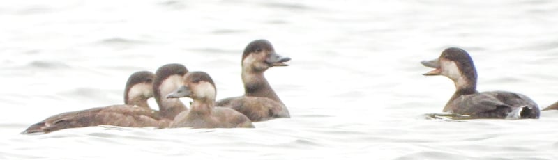 Black Scoters, Sand Point, October 23, 2023. / Photo by Steve Dietz
