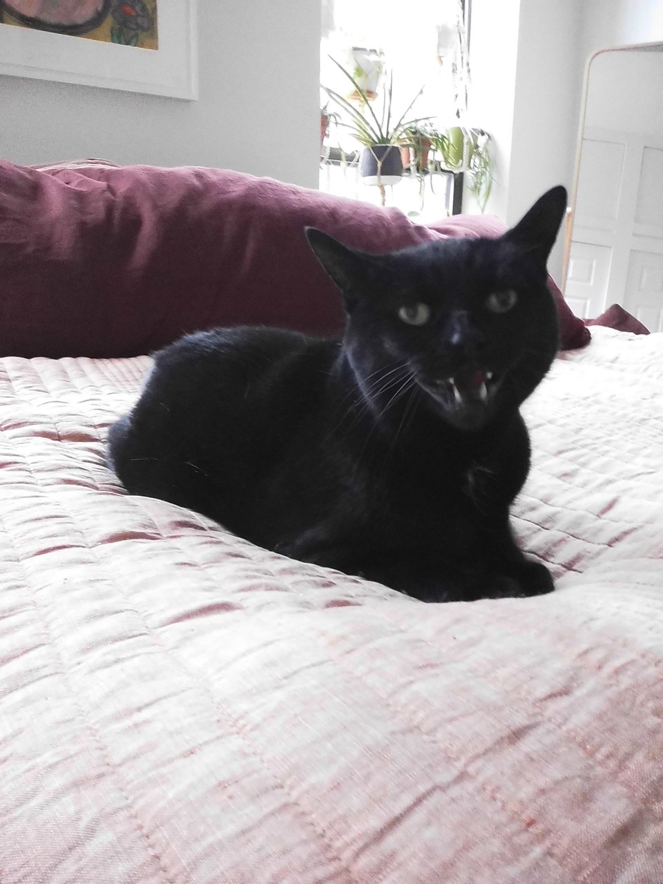 digital Instax photo of a black cat sitting on a pink duvet cover, hissing