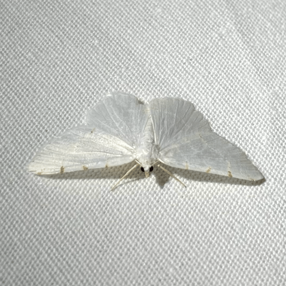 A white moth on a white sheet. the moth has three small brown dots at the top of each wing.