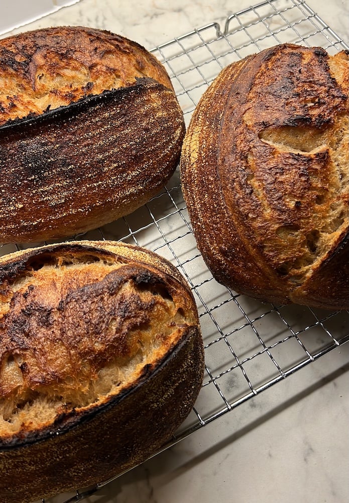 Photograph of 3 loaves of sourdough bread made with khorosan wheat flour