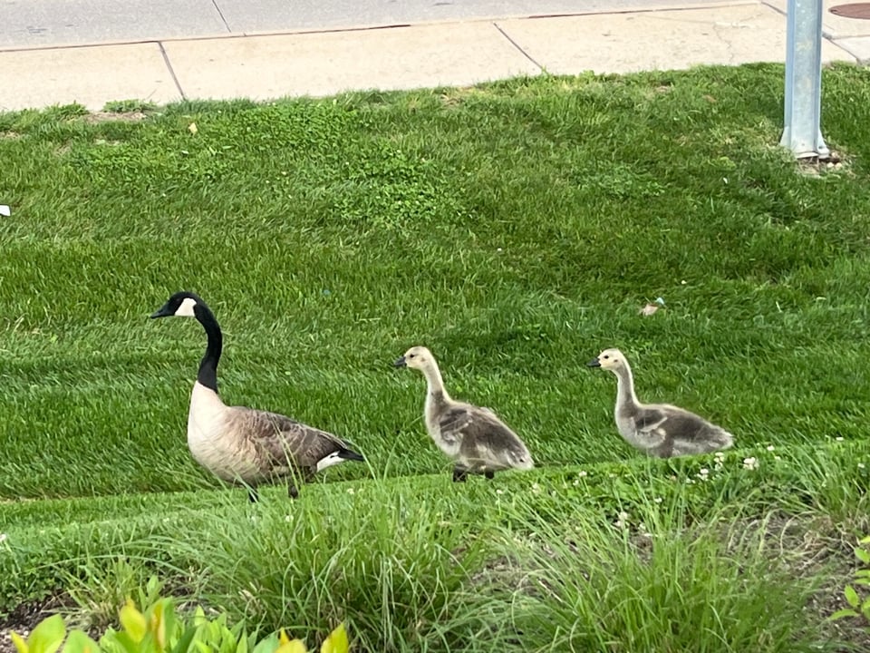 Two baby geese following an adult