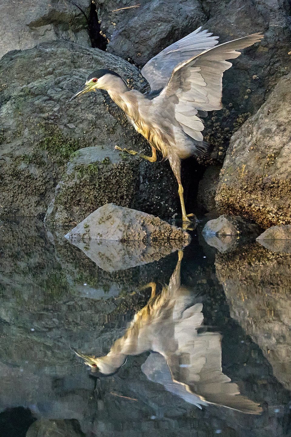 A black-crowned night heron climbs onto a rock, and is beautifully reflected in the still water below