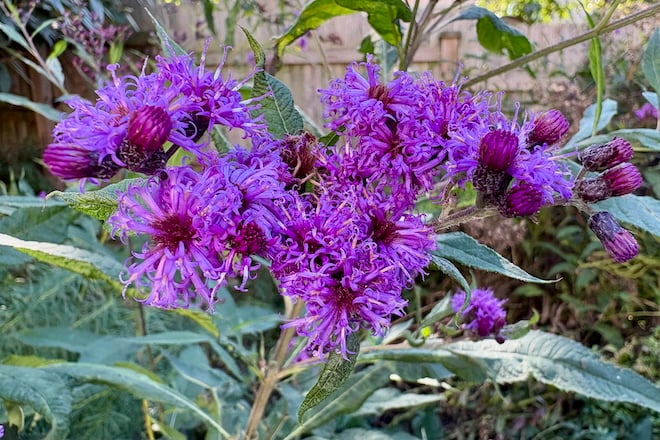 Ironweed