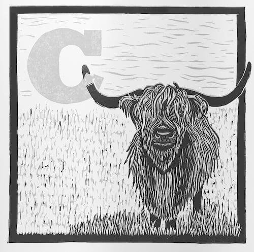 A hairy highland cow illustration skewers the letter C in this 2 color of black and grey linoleum blockprint.