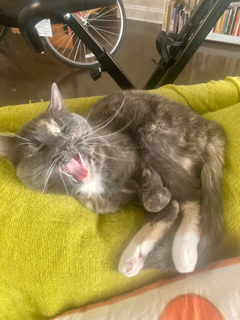 photo of a gray dilute tortoiseshell cat on a chartreuse blanket thrown over the back of a chair. she is in mid-yawn, and is curled up so that her body looks small and her hind feet huge.
