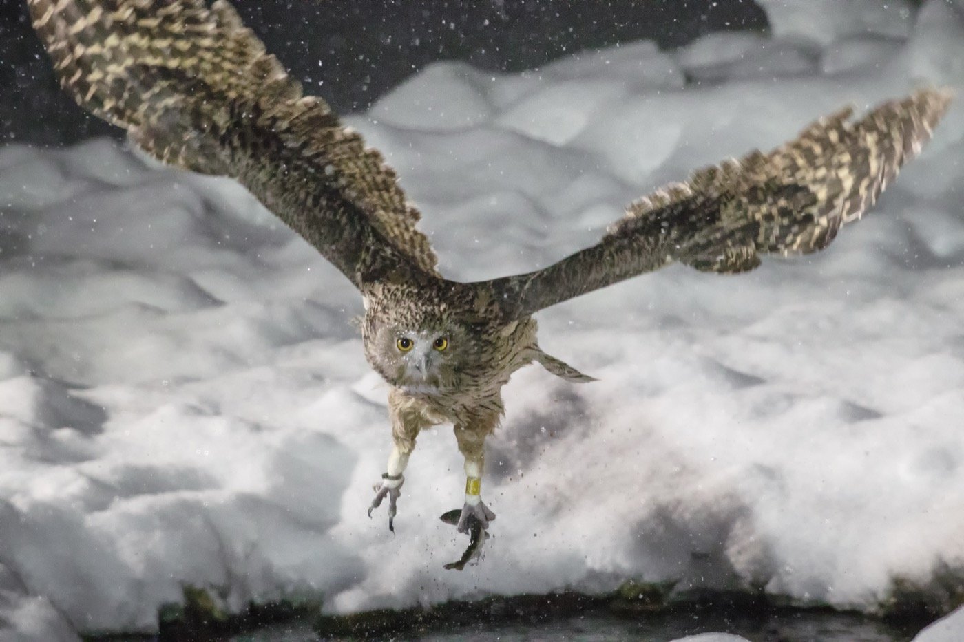 A Blakiston's fish owl flies off with a fish in Rausu, Hokkaido. Photo by Julie Edgley, CC BY-SA 4.0, from Wikipedia