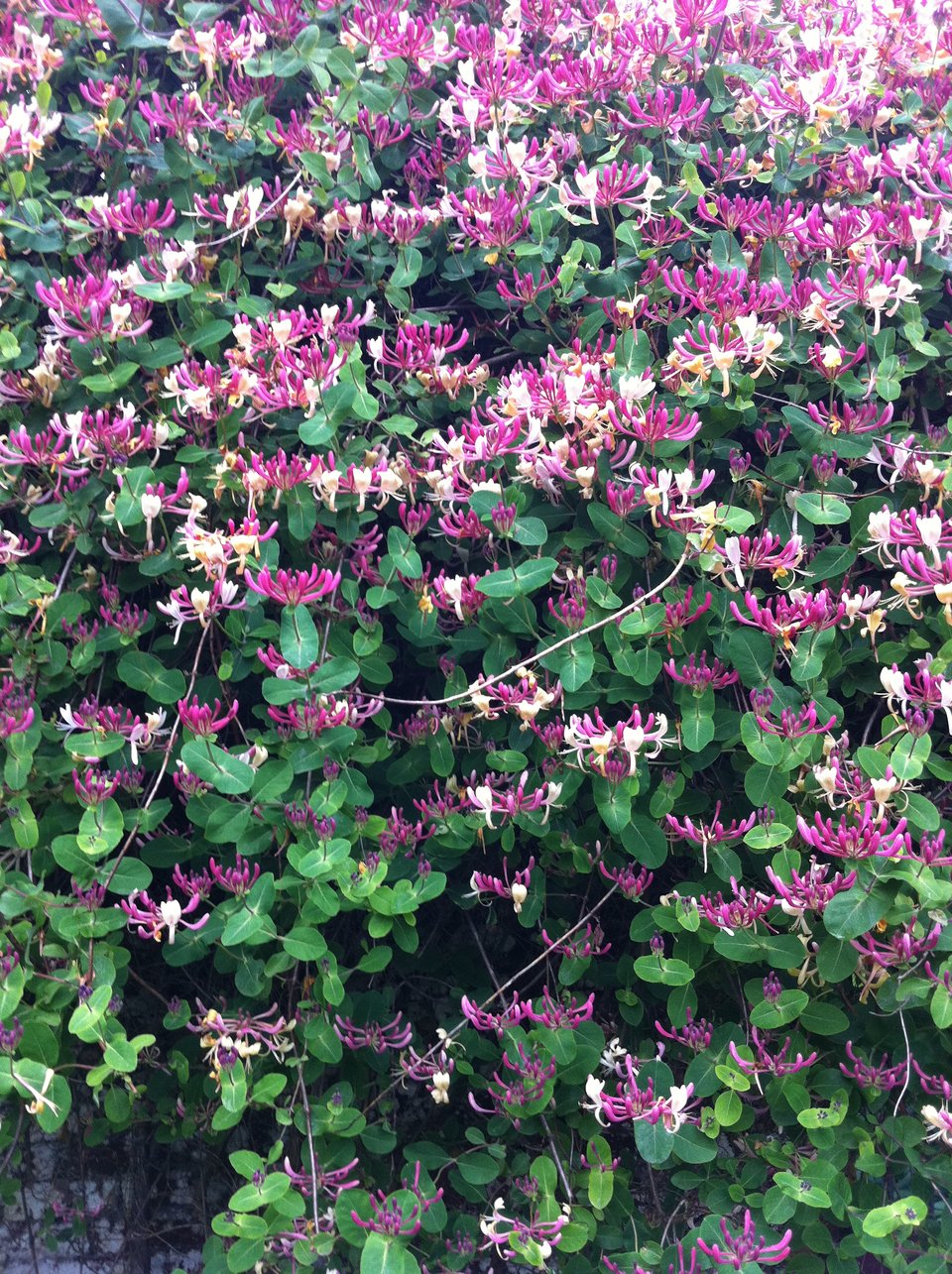 A ruby red and gold honeysuckle scrambling over an old stone wall. Image by Rowan Ambrose.