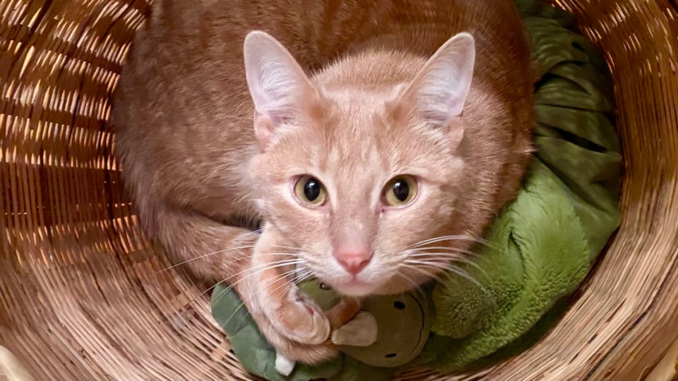 An orange cat sitting curled up in my wicker laundry basket, looking up at the viewer.