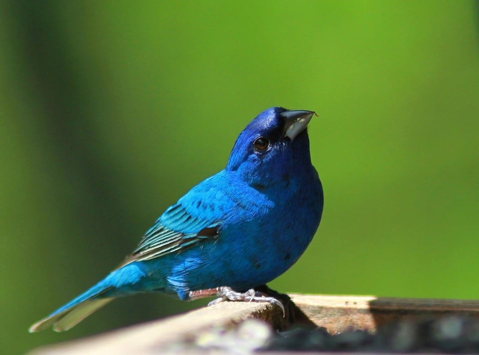 a male indigo bunting perched on a wall. it is a small, richly blue song bird with black wing bars and a black beak