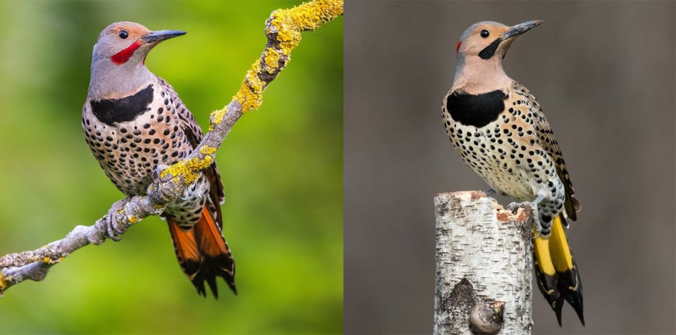Two images side by side. On the left, a bird sits on a branch, showing reddish tail feathers. On the right, a bird sits on a stump, showing yellow tail feathers.