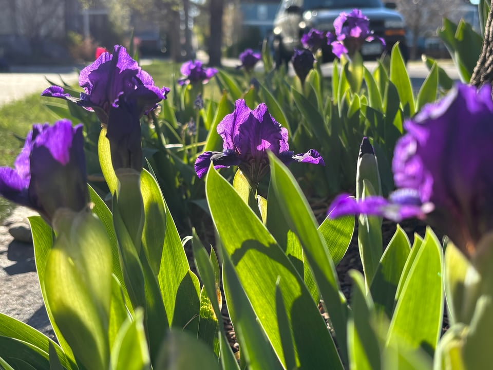 Dark purple irises.
