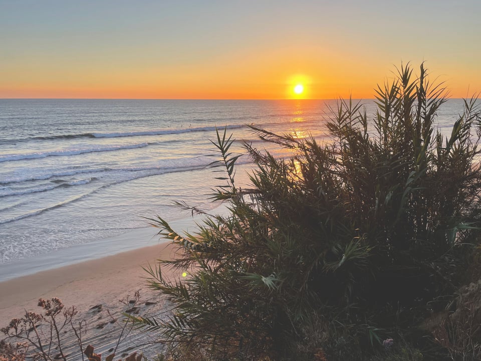 a sunset over the Pacific Ocean, shot from the cliffs in Del Mar, California. There are no clouds and the orange sun is kissing the horizon. The beach below looks almost pink, with a faint trail of footprints barely visible along the glassy edge of a receding wave. In the foreground is foliage, tropical-looking, I don't know what kind but somewhere between a palm and a grass. I hope it's not invasive but it probably is. Ah well. It looks really nice