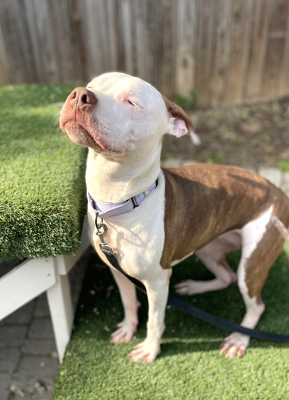 A white and brown dog with eyes closed looking content