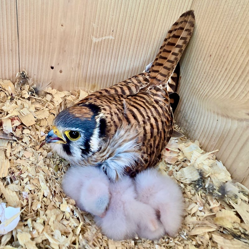 Kestrels usually lay each egg one day apart, so the first egg was likely laid no later than April 28. Incubation takes approximately 30 days in the wild, so we were thinking May 28 might be a hatch date. On May 27, OMG, hatchlings! The previous visit was on May 25 at 11 a.m., so the chicks were born sometime after that. Hatchlings have dark bluish-black eyes, which are partially open by the first or second day. You can make this out on the left-most chick. There are only three hatchlings visible in this photo, but a clutch of five eggs can take two to three days to hatch, so the female may still be brooding two eggs, although cannibalism of younger nestlings is not uncommon …