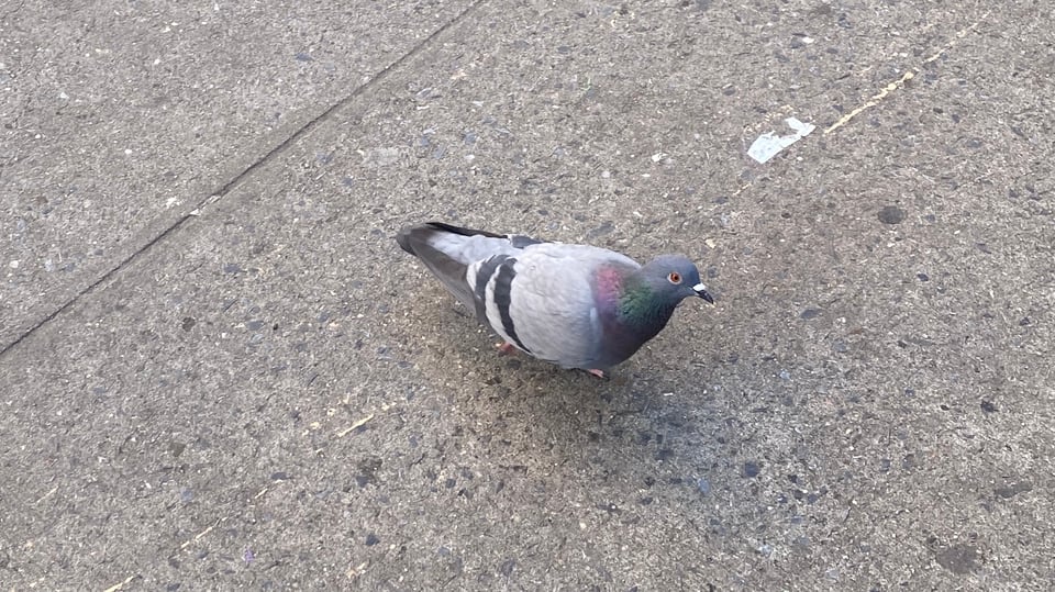 a perfect-looking pigeon: gray, nice bold stripes, gas-leak purple-green neck collar, etc.