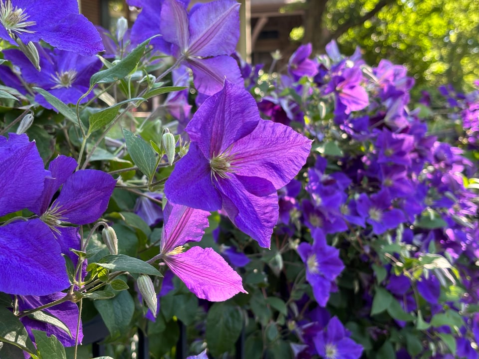 purple clamatis