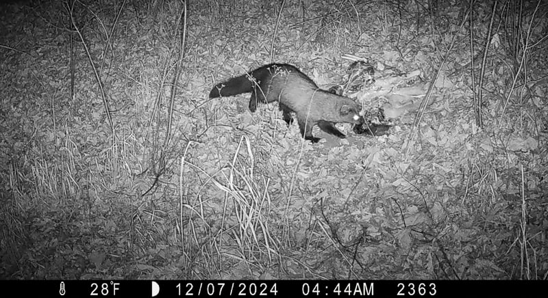A fisher moves in on an offal pile in Frontenac State Park. / Photo courtesy of the Minnesota Offal Wildlife Watching Project