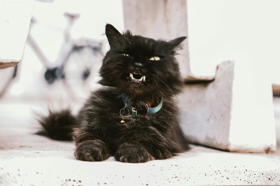 A grumpy black cat. Image from Pexels.