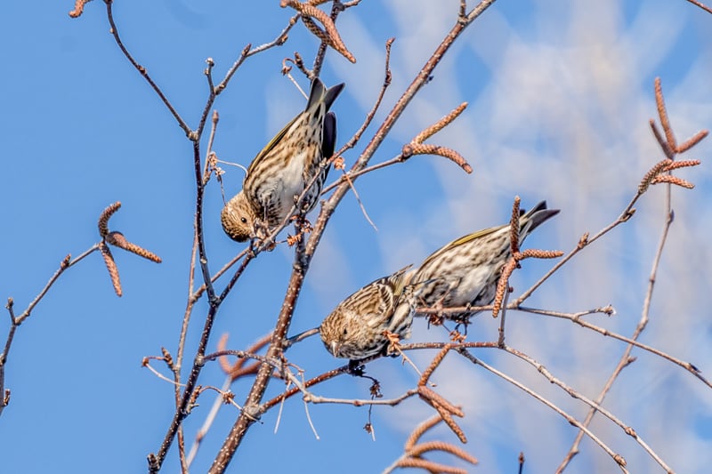 Pine Siskins get busy on a cold January day. / Photo by Earl Bye