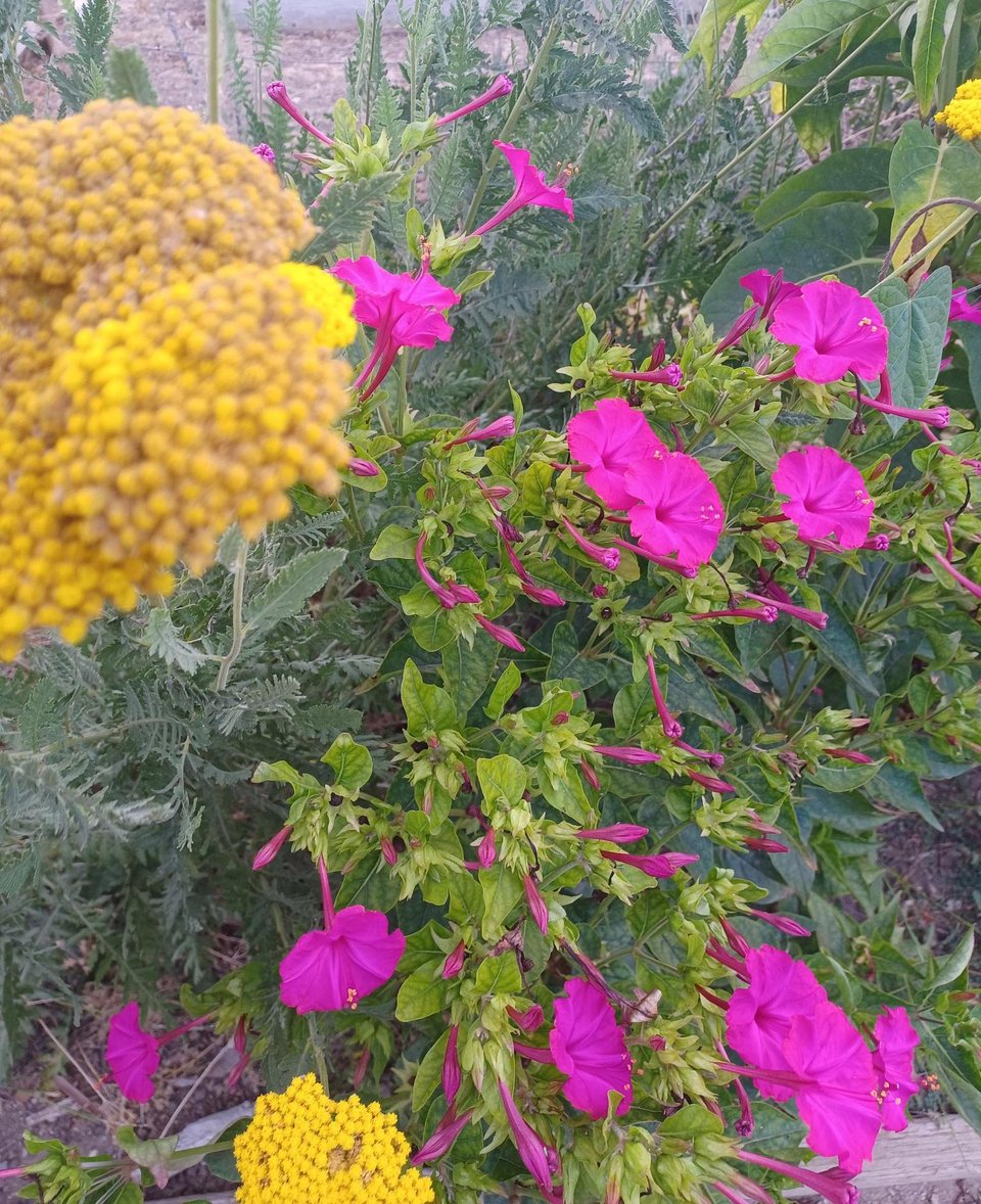 Reader survey (fixed link)