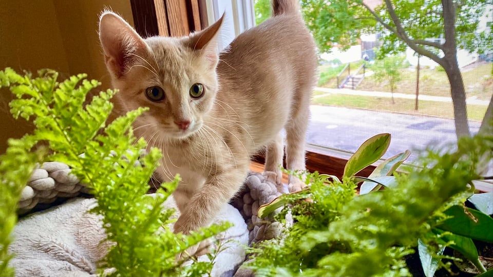 and pale orange and white tabby kitten on a catbed by a windowsill, with houseplants in the foreground